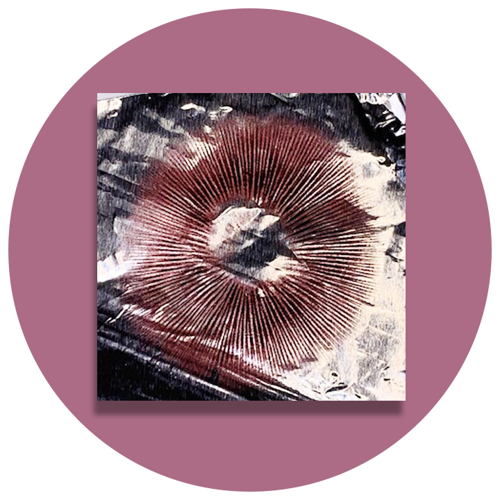 Psilocybe Azurescens