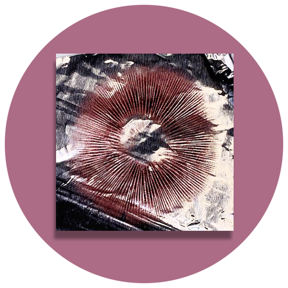 Psilocybe Azurescens